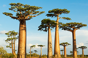 馬達(dá)加斯加貝魯魯哈機(jī)場(chǎng)三字代碼(WBO),貝魯魯哈機(jī)場(chǎng)(Antsoa Airport)四字碼,馬達(dá)加斯加機(jī)場(chǎng)三字碼查詢(xún)